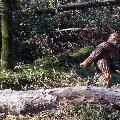 Bigfoot_Enigmini