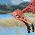 Flamingone