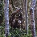 Mothman_Enigmini
