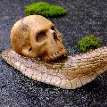 Shell_Shock_-_Snail_Skull_Sculptures
